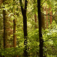 Buy canvas prints of Dappled forest light by Simon Johnson