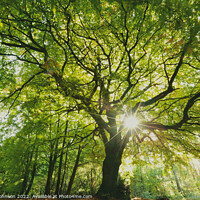 Buy canvas prints of beech Tree profile by Simon Johnson