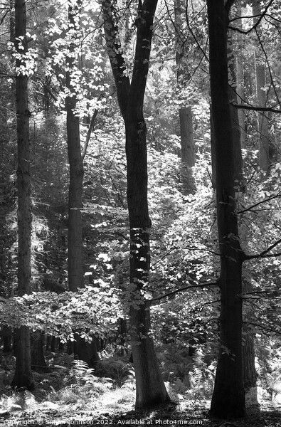 woodland in monochrome  Picture Board by Simon Johnson