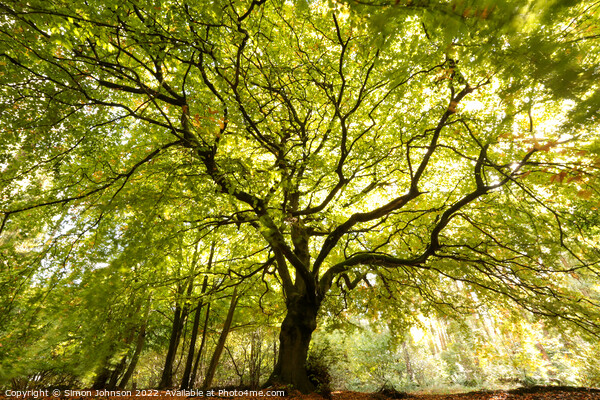 BEECH TREE Picture Board by Simon Johnson