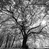 Buy canvas prints of Beech tree with sunlight by Simon Johnson