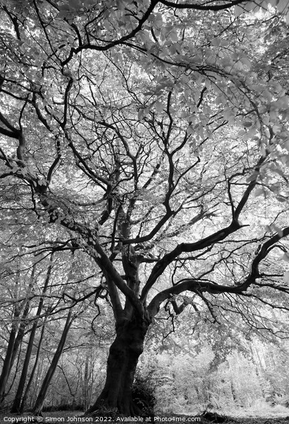 Beech Tree Picture Board by Simon Johnson