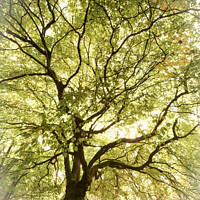 Buy canvas prints of tree profile by Simon Johnson