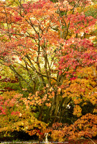 Acer in autumn glory Picture Board by Simon Johnson