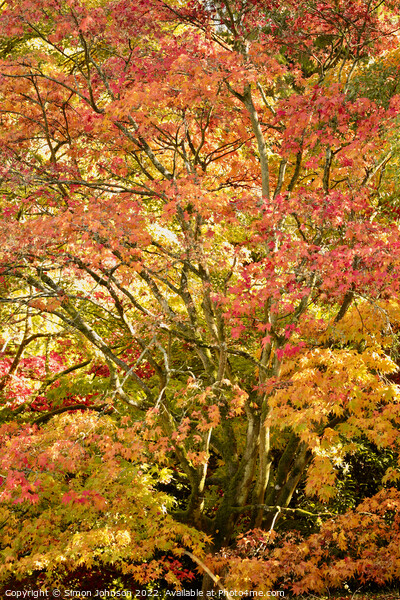 Acer autumnal colour Picture Board by Simon Johnson