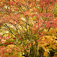 Buy canvas prints of Acer autumnal colour by Simon Johnson