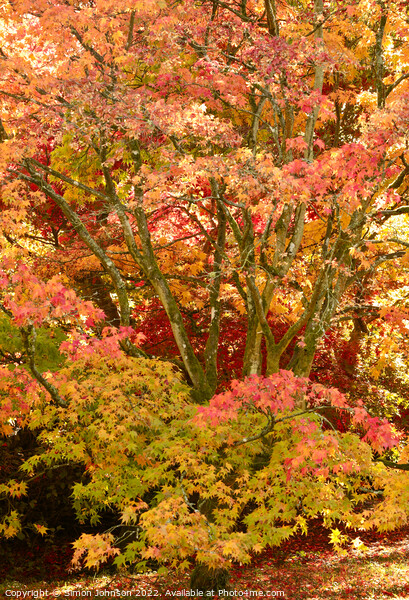 Autumn Acer Tree Picture Board by Simon Johnson