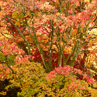 Buy canvas prints of Autumn Acer Tree by Simon Johnson