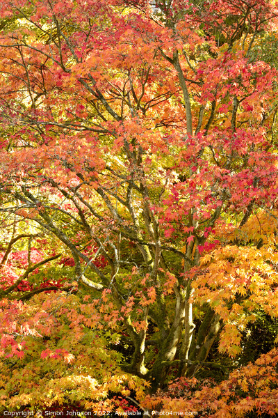 Acer autumnal leaves Picture Board by Simon Johnson