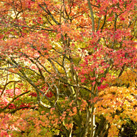 Buy canvas prints of Acer autumnal leaves by Simon Johnson