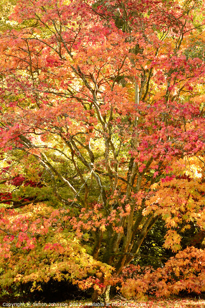 Autumnal Acer tree Picture Board by Simon Johnson