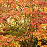 Buy canvas prints of Autumnal Acer tree by Simon Johnson