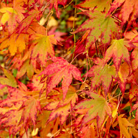 Buy canvas prints of Acer  leaves by Simon Johnson