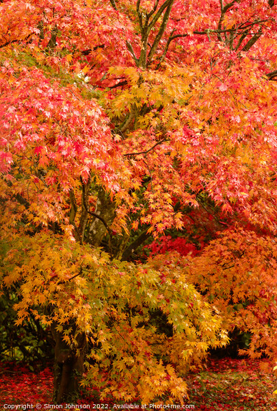 Autumnal Acer trees Picture Board by Simon Johnson