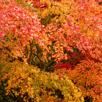 Buy canvas prints of Autumnal Acer trees by Simon Johnson