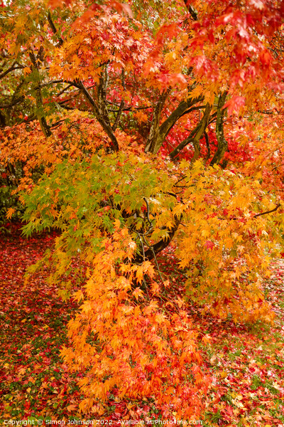 Autumnal leaves Picture Board by Simon Johnson