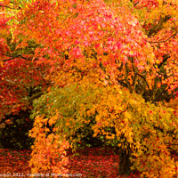 Buy canvas prints of Acer leaves by Simon Johnson