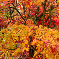 Buy canvas prints of Acer leaves by Simon Johnson