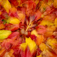 Buy canvas prints of Autumn leaves Collage by Simon Johnson