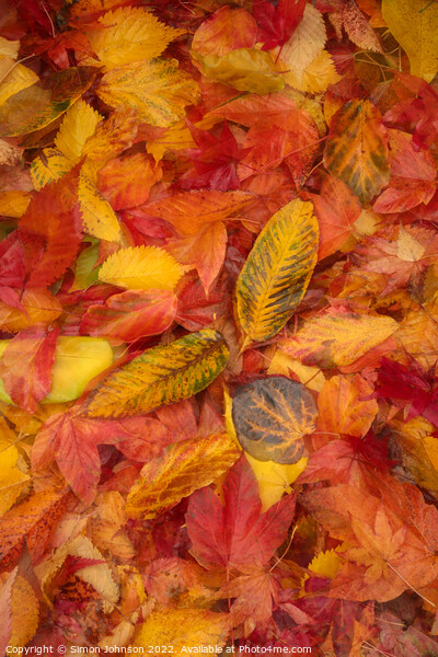 Autumnnal leaves Picture Board by Simon Johnson