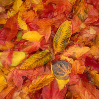 Buy canvas prints of Autumnnal leaves by Simon Johnson