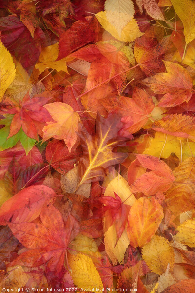 Autumn  Leaves Picture Board by Simon Johnson