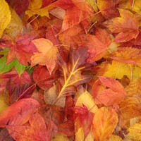 Buy canvas prints of Autumn  Leaves by Simon Johnson