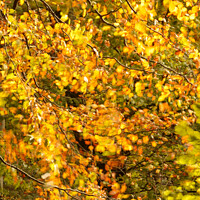 Buy canvas prints of Autumn breeze by Simon Johnson