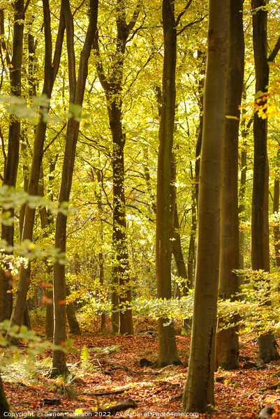 sunlit beech Woodland  Picture Board by Simon Johnson