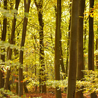 Buy canvas prints of sunlit beech Woodland  by Simon Johnson