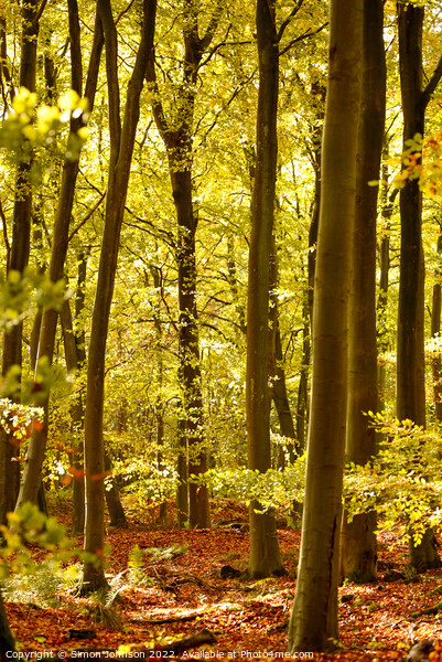 sunlit beech woodland  Picture Board by Simon Johnson