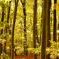 Buy canvas prints of sunlit beech woodland  by Simon Johnson