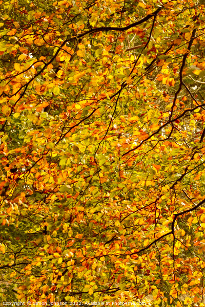sunlit beech leaves  Picture Board by Simon Johnson