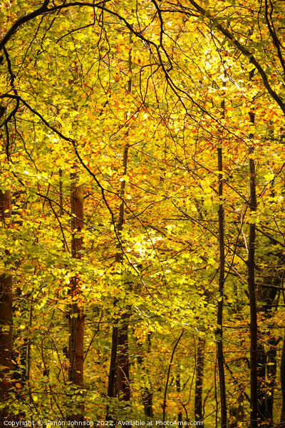 Autumnal Leaves Picture Board by Simon Johnson