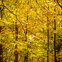 Buy canvas prints of Autumnal Leaves by Simon Johnson