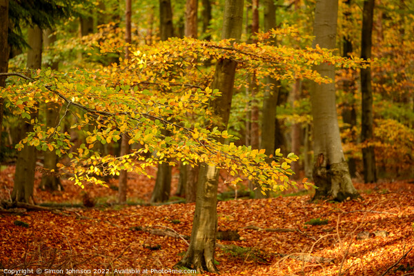 sunlit autumn leaves  Picture Board by Simon Johnson