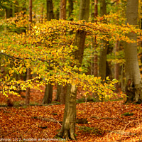 Buy canvas prints of sunlit autumn leaves  by Simon Johnson