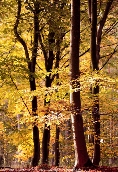 Sunlit Beech trees Picture Board by Simon Johnson