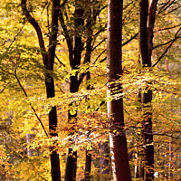 Buy canvas prints of Sunlit Beech trees by Simon Johnson