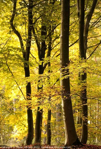 Sunlit Woodland Autumn Picture Board by Simon Johnson
