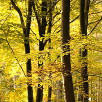 Buy canvas prints of Sunlit Woodland Autumn by Simon Johnson
