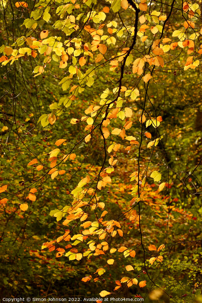 Sunlit Leaves  Picture Board by Simon Johnson
