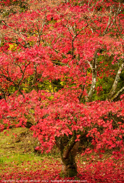  acer in Autumn dreess Picture Board by Simon Johnson