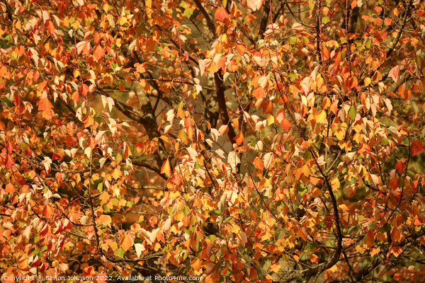 multitude of sunlit autumnal leaves Picture Board by Simon Johnson