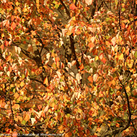Buy canvas prints of multitude of sunlit autumnal leaves by Simon Johnson