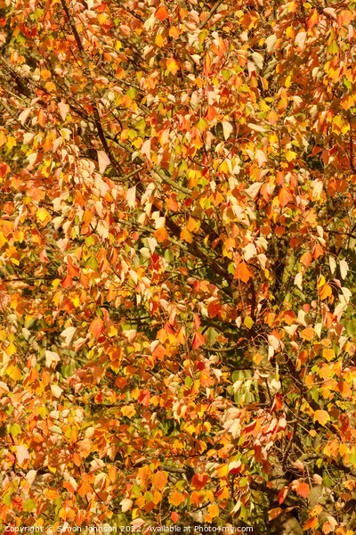 wind blown sunlit leaves Picture Board by Simon Johnson