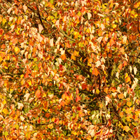 Buy canvas prints of wind blown sunlit leaves by Simon Johnson