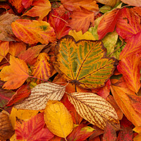 Buy canvas prints of Autumn leaf collage by Simon Johnson