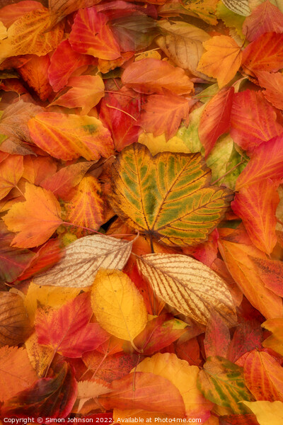 A group of colourful autumn leaves  Picture Board by Simon Johnson