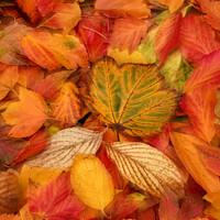 Buy canvas prints of A group of colourful autumn leaves  by Simon Johnson